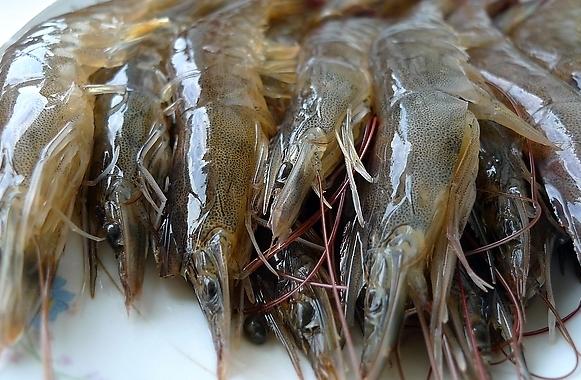 对虾养殖：凡纳宾对虾“桂海1号”的养殖过程