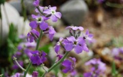 种植紫花苜蓿小牧草“种”出大效益