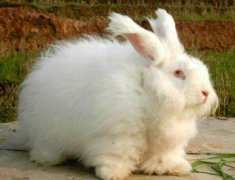 长毛兔养殖前景及成本利润分析，养长毛兔赚钱吗