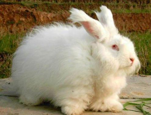 长毛兔养殖成本与利润分析，养长毛兔赚钱吗