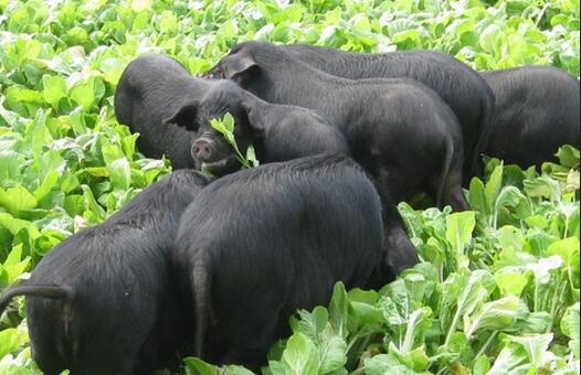 湘村黑猪养殖技术