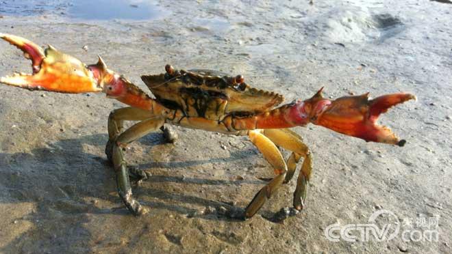[致富经]卓齐辉放弃年赚百万 只为养一种名贵螃蟹-和乐蟹