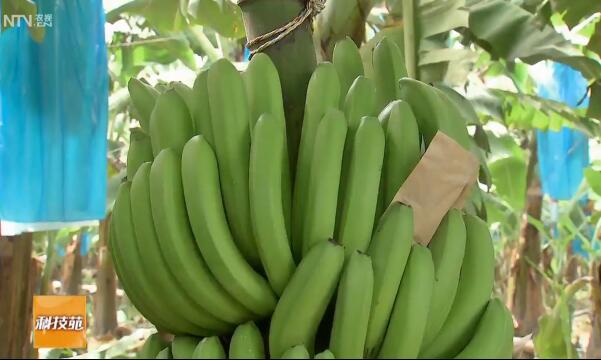 香蕉掉蕾、大小不均怎么办？给香蕉减肥来解决