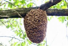 树顶上养土蜂酿出400元一斤的树蜂蜜