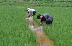 稻田养鱼一亩增收1000元 农民增收致富好点子