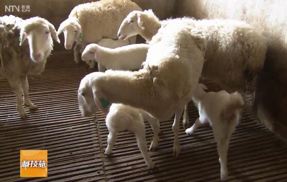 洼地绵羊养殖 多生小羊羔就能多赚钱