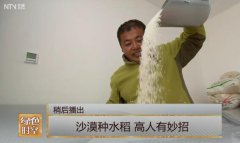 李少华：沙漠种水稻 高人有妙招