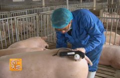 猪B超妊娠诊断技术视频