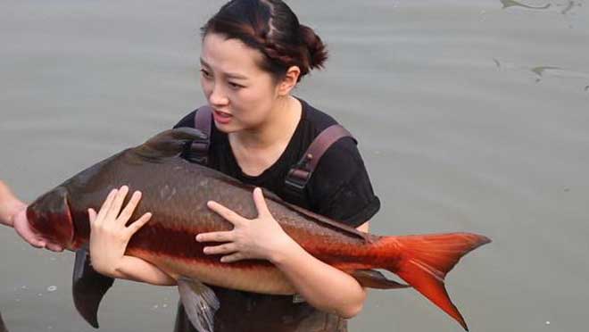 胭脂鱼养殖 重现江湖靠变色引来财富