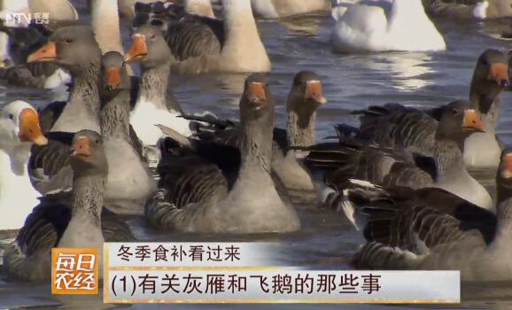 受欢迎的新疆飞鹅养殖效益高