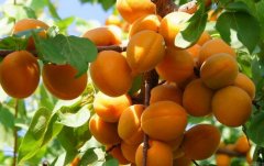 大棚杏种植盛果期周年管理技术