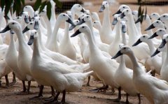 连城白鸭越来越贵养殖效益高