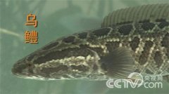 [致富经]沈文根：黑鱼套养甲鱼一年多卖1000万的致富秘诀