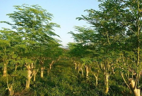 辣木套种沉香的种植和养护方法