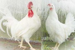 海兰白蛋鸡养殖技术视频