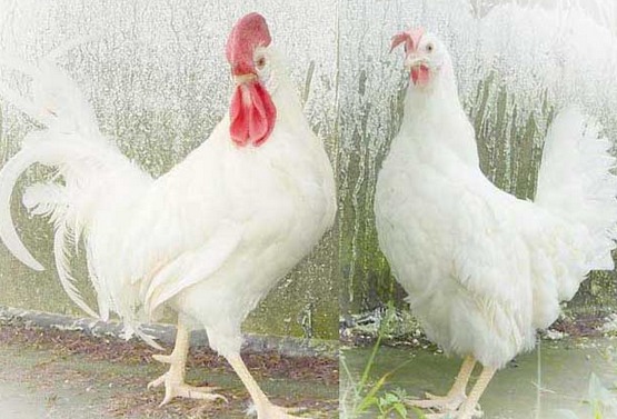 [农广天地]海兰白蛋鸡养殖技术