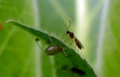 [农广天地]蚜茧蜂的人工繁育与防治蚜虫技术