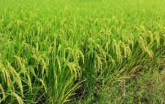“水稻+山露”轮作种植亩收入达4千元