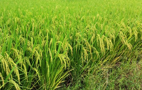 “水稻+山露”稻蔬轮作效益高 一亩收入达4万元
