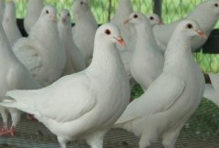 肉鸽品种白羽王鸽养殖有哪些优势