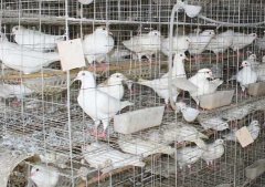 2016肉鸽养殖前景怎么样？