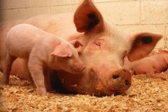 母猪哺乳期喂饲料需要注意的问题