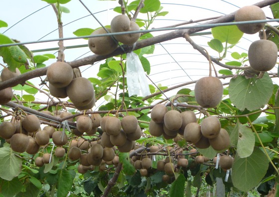 发展猕猴桃种植需要注意的四个问题