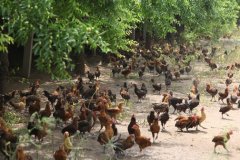 农场主黎明:林下养鸡一年效益达百万
