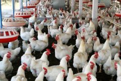 白羽肉鸡养殖现状及未来发展方向