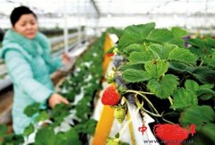 草莓采摘休闲游成农民增收致富亮点