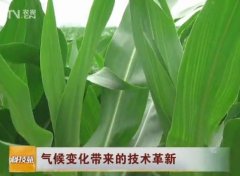 [科技苑]气候变化带来的玉米种植技术革新