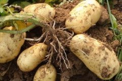 [科技苑]马铃薯种植如果缺钾肥 会不高兴的