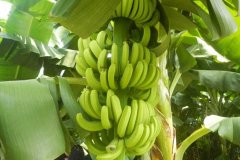 [科技苑香蕉种植]香蕉留芽有学问 为啥要选二路芽