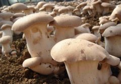 蘑菇培育技术：废菌棒长出极品杏鲍菇