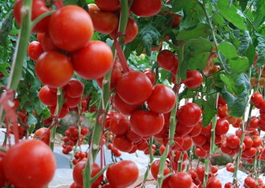 [农广天地]西藏设施番茄栽培技术