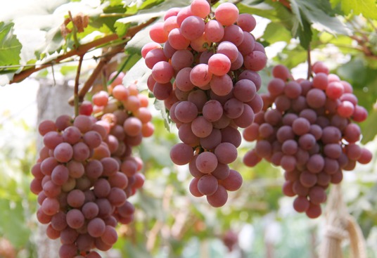 [科技苑]数九寒天摘葡萄,葡萄新品系亩产量达8000斤