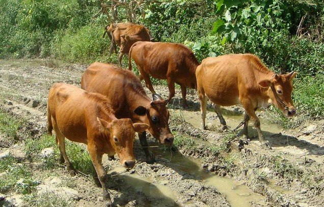 [每日农经]放养一头椰香牛年赚万元 “肥牛”养殖效益高