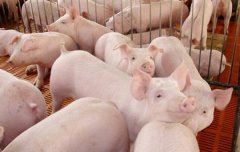 春季养猪疫病防治是重点