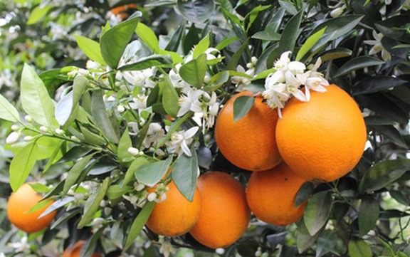 [每日农经]安元脐橙种植现摘现卖一亩纯收入7000元
