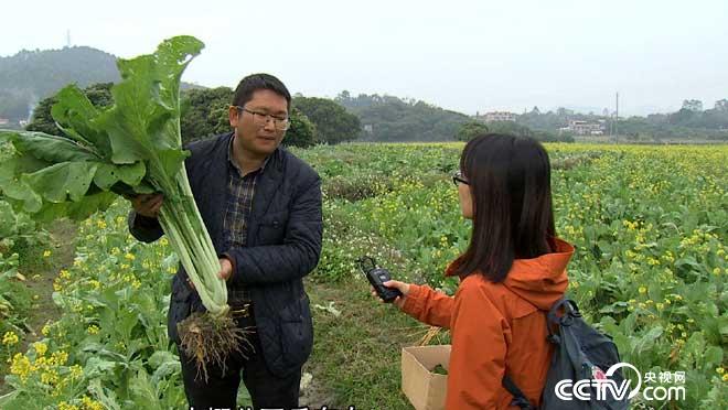 [致富经]广州增城张文彬卖迟菜心,菜树变成“摇钱树”