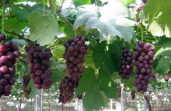 江南地区改良温室葡萄一种两收技术
