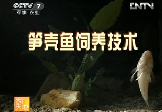 [农广天地]笋壳鱼饲养技术视频