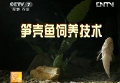 笋壳鱼饲养技术【视频】