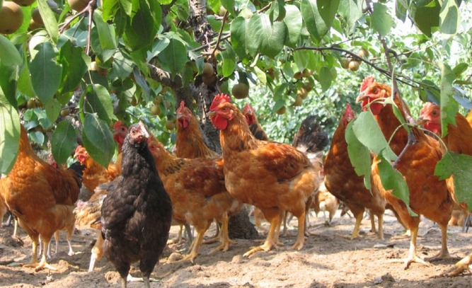 林下养殖蛋鸡和肉鸡哪个更赚钱