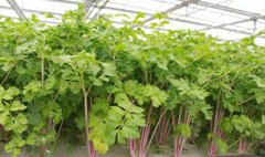 特菜种植：红芹1号的种植方法视频