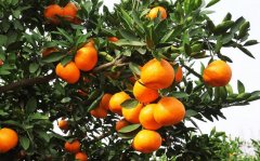 柑橘施肥有误区，正确施肥让柑橘没有大小年