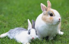 獭兔养殖成本利润计算分析，养獭兔赚钱吗