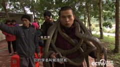[致富经]海南儋州张壮帮养蛇记:养殖水律蛇年销千万　