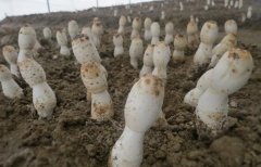 西藏鸡腿菇栽培技术视频