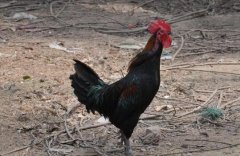 [每日农经]莱芜黑鸡养殖效益高,让莱芜黑鸡“飞“起来